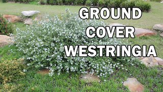 MUNDI™ Westringia is a dense groundcover with white flowers  Ozbreed Native Shrubs amp Groundcovers [upl. by Patsis204]