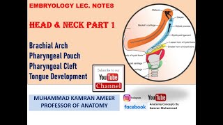 Head amp Neck Part 1 Brachial Arch  Pharyngeal Pouch  Cleft Tongue Development PPT Dr Kamran Ameer [upl. by Ias]