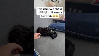 PHILO THE CAVAPOO viralvideo puppy viralshort cute pets [upl. by Akinat]