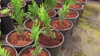 Were Going to Grow a Privacy Hedge of Thuja Green Giant Arborvitae [upl. by Inami226]