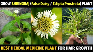 How to Grow Bhringraj at Home  Trailing Eclipta AlbaProstrataFalse Daisy  Grow Healthy Hair [upl. by Aifos]