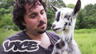 Cute Pygmy Goats  The Cute Show [upl. by Justinn]