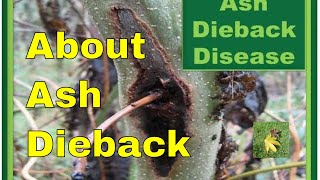 Chalara Ash dieback identification on European Ash  Fraxinus Excelsior [upl. by Ellison]