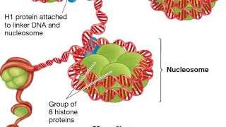 Structure of Nucleosome Solenoid model of Nucleosome along with Linker DNA and Histone Protein [upl. by Aisad995]