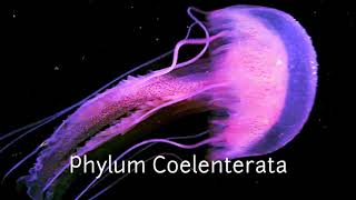 Phylum porifera and Coelenterata [upl. by Asilad]