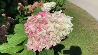 Quick Fire Fab Hydrangea [upl. by Patton]