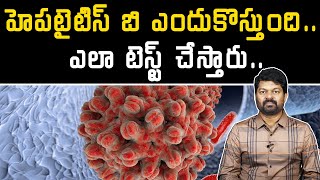 What is hepatitis b Caused From  హెపటైటిస్ బి ఎందుకొస్తుంది ఎలా టెస్ట్ చేస్తారుSamayam Telugu [upl. by Filahk475]