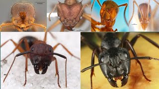 Names Of 30 Species Of AntsAnts name in english pictures [upl. by Redyr]