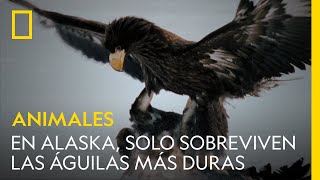 En Alaska solo sobreviven las águilas más duras  NATIONAL GEOGRAPHIC ESPAÑA [upl. by Buell]