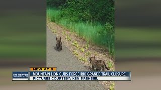 Mountain lion cubs force Rio Grande trail closure [upl. by Eneleahs]