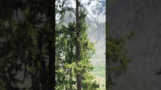 Somewhere at the Alpine Forest of Hamaliyan Mountain Ranges above 4000m mountains shortfeed [upl. by Samalla]