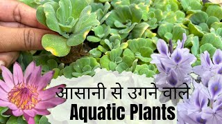 Top 7 Easy to grow Water PlantsMy Aquatic plants tour देखिए कौन कौन से Water plants हैं मेरे पास [upl. by Joris285]