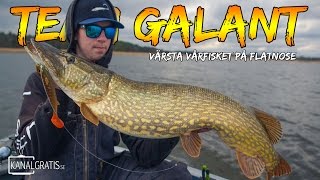 Crazy Pike Fishing on Flatnose during Spring  Team Galant English Subtitles [upl. by Thorncombe760]