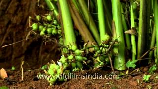 Fresh green cardamoms before harvest [upl. by Ybab]