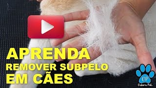 APRENDA A REMOVER O SUBPELO EM CÃES COM A ESCOVAÇÃO DICA 1 [upl. by Vachill723]