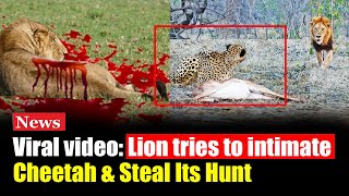 Viral Video Lion Tries to Steal Cheetahs Hunt – You Won’t Believe What Happens Next [upl. by Einohtna855]