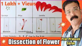 Hibiscus Flower Parts  Dissection of Hibiscus Flower [upl. by Bruns]