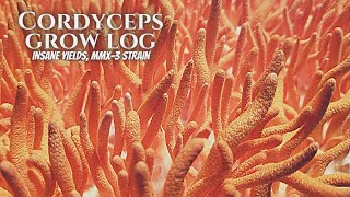 MAX YIELD CORDYCEPS GROW MMX3 Strain [upl. by Gabrielson813]