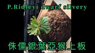 侏儒銀葉亞猴上板（PRidleyi dwarf silvery [upl. by Sherri]