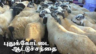 Pudukkottai attu santhai  புதுக்கோட்டை ஆட்டுச்சந்தை [upl. by Beisel]