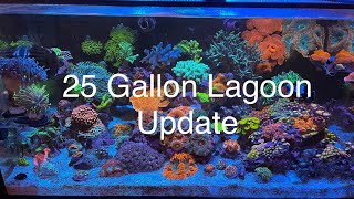 Nano Reef Tank Update Tour Innovative marine 25 gallon lagoon saltwater aquarium Tons of coral [upl. by Doreg234]