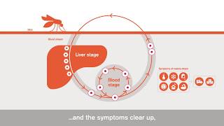 Life Cycle of Plasmodium in 10 Minutes  NEET 2024  2025 Biology  Amrita Maam [upl. by Gazo79]