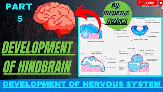 Development of Hindbrain  Development of Medulla  Pons amp Cerebellum  CNS Embryology [upl. by Taryn]