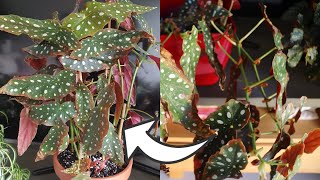 How to Prune amp Repot Begonia Maculata Tips and Tricks [upl. by Nwahsor]