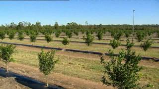 Netafim Australia Nutrigation Citrus [upl. by Temp736]