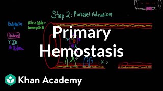 Primary hemostasis  Advanced hematologic system physiology  Health amp Medicine  Khan Academy [upl. by Amethist]