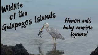 Wildlife of the Galapagos Islands wildlife galapagosislands nature ocean birds reptiles [upl. by Reklaw816]