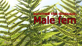 From dinosaurs to cancer research The incredible saga of the male fern [upl. by Latrell]