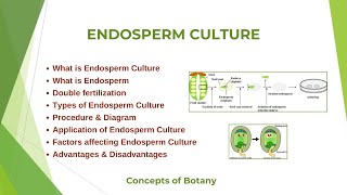 Endosperm Culture Types amp Procedure Double Fertilization HindiUrdu Concepts of Botany [upl. by Calva]