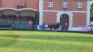 Römerwagen Abschluss  Hengstparade 03102015 Landgestüt Celle [upl. by Finer802]