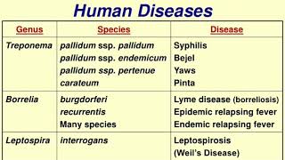 Spirochetes  Quick revision series  Basic microbiology [upl. by Edrei]