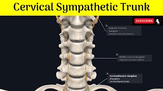 Cervical Sympathetic Trunk Superior Middle amp Inferior Ganglia Situations  Relations  Branches [upl. by Pillsbury]