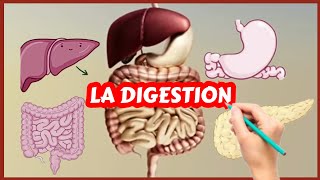 Lappareil digestif et la digestion Physiologie [upl. by Einaeg]