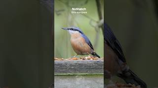 Nuthatch claims all the food  Beautiful birds shorts [upl. by Hernandez]