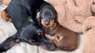 Family Diary Dachshund puppies 3 weeks old [upl. by Aicnorev]