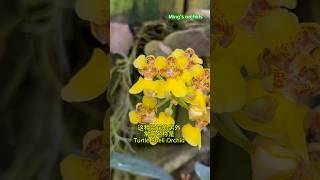 鱉頭文心 Oncidium ampliatum Rossioglossum ampliatum var majus orchid 蘭花 anggrek 兰花 [upl. by Anilehs]