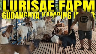 LURISAE FARM PABRIKNYA KAMBING IMPOR [upl. by Assylem]