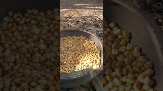 Testando maíz morocho para un delicioso desayuno de Máchia 😋🥛👨‍🍳🔝🇵🇪 huerta agricultura food [upl. by Beret]