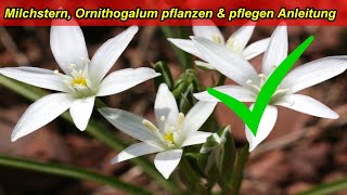 Milchstern Ornithogalum Dubium Pflege Tipps – Standort gießen düngen überwintern Schädlinge [upl. by Lehcim]