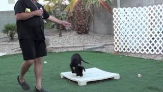 Remote Collar Conditioning Labrador Retriever Part 1 [upl. by Tound]