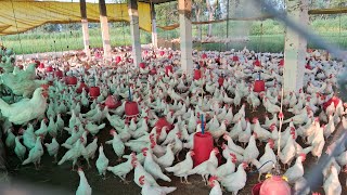 cockerel Poultry farming business🙏🐔 idea🐤🤔 Cockerel chicken farming🙏💸💴💰✅ cockerel poultryfarming [upl. by Nav]