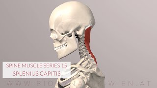 Splenius Capitis Spine Series 15 Neck Muscles 3D Animation [upl. by Ellinnet881]