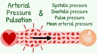 SystolicDiastolic Pressure Pulse Pressure Mean Arterial Pressure amp Transmission of Pressure Pulse [upl. by Athey]