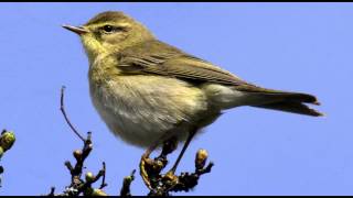 Willow Warbler Bird call Bird song [upl. by Pavkovic749]