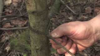 Bushcraft How To Tie A Taut Tarp Hitch [upl. by Yornek]