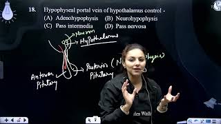 Hypophyseal portal vein of hypothalamus control [upl. by Aissak]